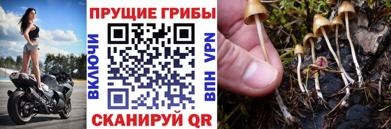 купить наркотик  mega   Псилоцибиновые грибы Psilocybe  Юрьевец 